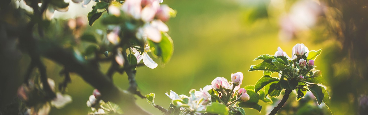 white bloom trees