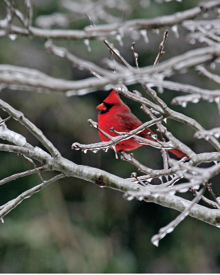cardinal bird sitting on tree limb covered in ice