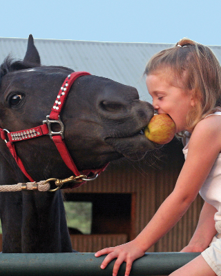 little girl sitting on fence with an apple in her mouth; horse is also taking bit of the apple