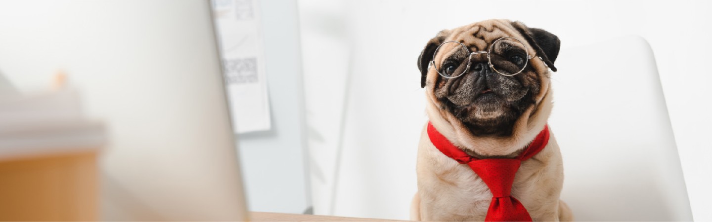 a pug with reading glasses and red tie