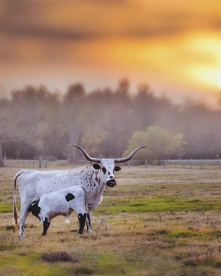 sun setting in the distance; pasture with Longhorn cow milking a calf