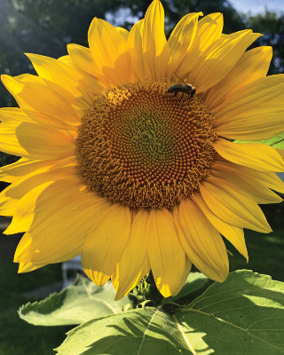 large yellow sunflower with bee sitting on it